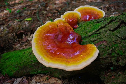 Reishi Vitalpilz Extrakt BIO - Onlinepilze